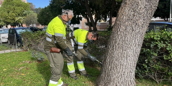 El Gobierno municipal lanza una campaña de control de la procesionaria del pino con técnicas no invasivas
