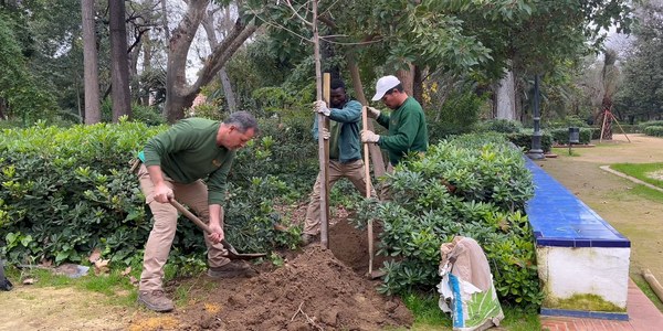 El Ayuntamiento acomete la recuperación del diseño histórico del Parque de María Luisa y su entorno con la plantación de 450 árboles y 2.400 arbustos
