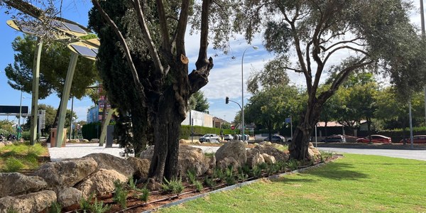 El Ayuntamiento renueva la glorieta Fuerte de Navidad y sus parterres anexos en Santa Clara