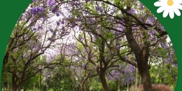 RUTAS BOTÁNICAS PARQUE DE LOS PRINCIPES