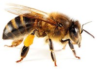 abeja.jpg