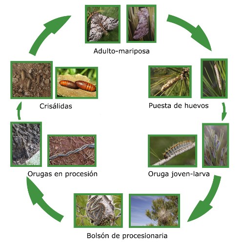 Ciclo procesionaria.jpg