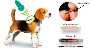 Microchip identificativo