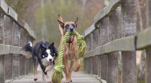 Zona de esparcimiento canino